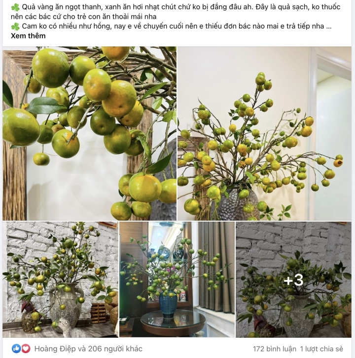 Chị em đua nhau mua về cắm thay hoa, cành cam biến thành hàng độc lạ - Ảnh 2. Chị em đua nhau mua về cắm thay hoa, cành cam biến thành hàng độc lạ - Ảnh 2.