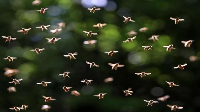Đàn ong có khả năng thay đổi thời tiết - Ảnh 1.