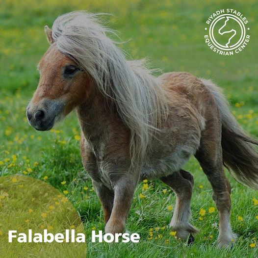 Falabella - Giống ngựa nhỏ nhất thế giới - Ảnh 5.