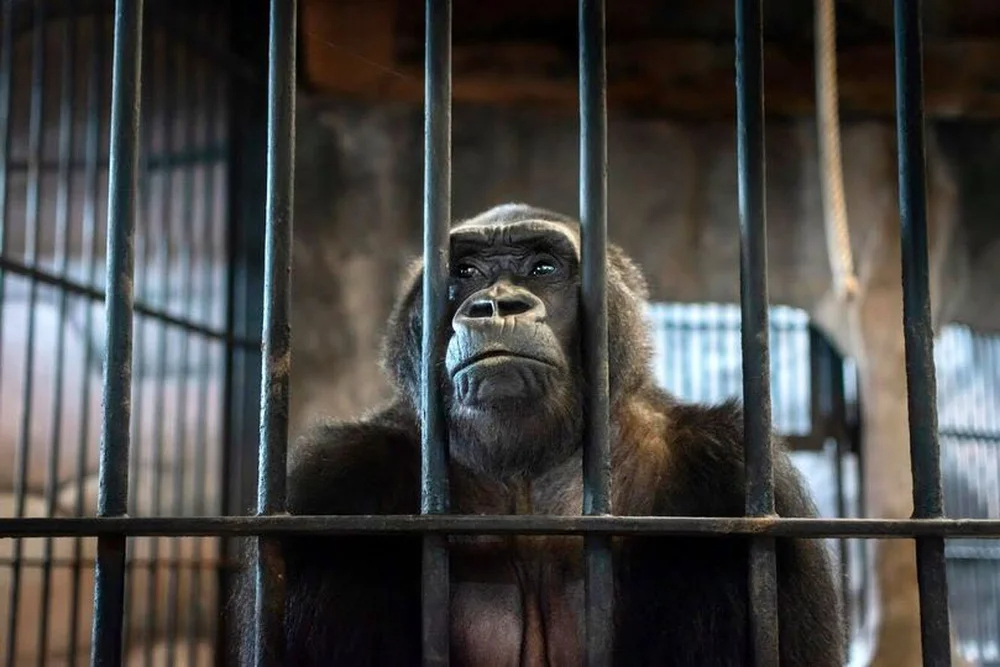 Con khỉ đột cô đơn nhất thế giới đã sống trong khu mua sắm Cage trong 30 năm - Ảnh 2.