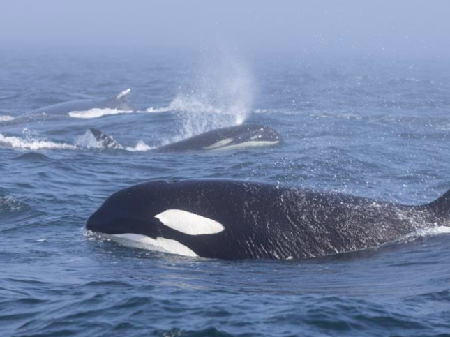 Màn ẩu đả hiếm thấy giữa đàn cá voi lưng gù và cá voi sát thủ - Ảnh 1.