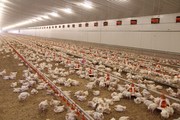  Bầu Đức nuôi gà ăn chuối còn đây là cách KFC phát triển đàn gà của mình  - Ảnh 3.