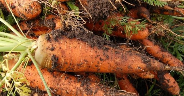 Mua cà rốt nên chọn củ sẫm màu hay nhạt màu? Người trồng nhắc nhở 5 mẹo nên nhớ - Ảnh 4.