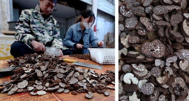 Một ngày ở chợ nấm Côn Minh - nơi bán thức quà của đất đắt đỏ bậc nhất thế giới - Ảnh 5.