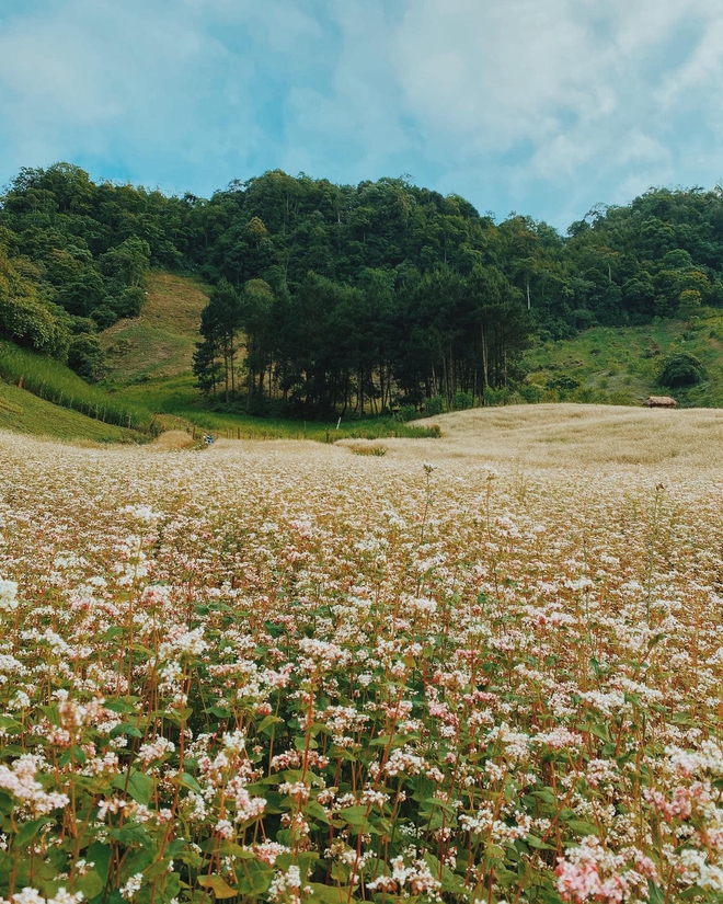 Không chỉ ở Hà Giang, 3 địa điểm cũng có hoa tam giác mạch nở rực rỡ đẹp đến nao lòng - Ảnh 10.