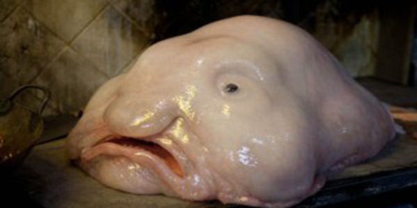 Cá giọt nước - “loài động vật xấu nhất thế giới bị hiểu nhầm về hình dạng kỳ dị suốt bao năm - Ảnh 1.