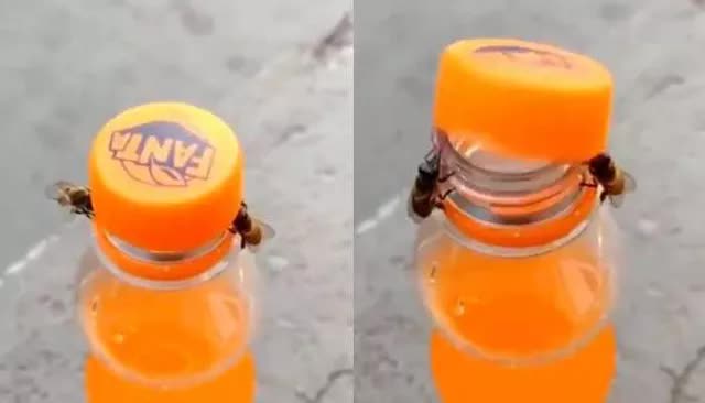 Video khó tin 2 chú ong hợp sức mở chai nước ngọt - Ảnh 1.