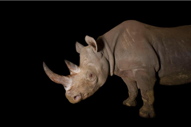 Hành động lạ của quốc gia châu Phi để bảo vệ tê giác đen khỏi cảnh tuyệt chủng - Ảnh 2.