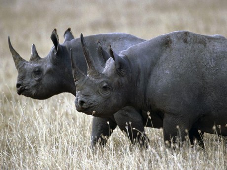 Hành động lạ của quốc gia châu Phi để bảo vệ tê giác đen khỏi cảnh tuyệt chủng - Ảnh 1.