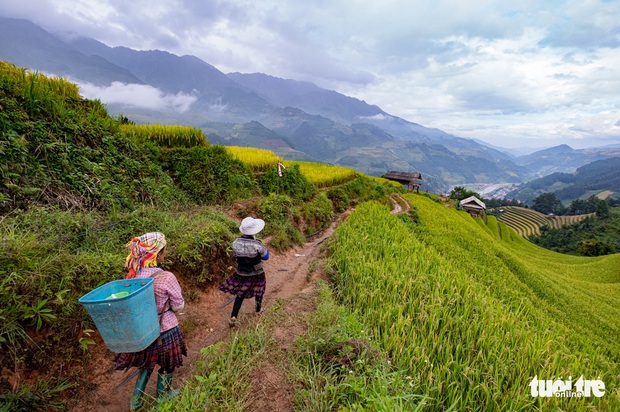 Đồi võng lúa, móng ngựa hút khách kìn kìn tới Mù Cang Chải - Ảnh 4.