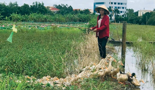 Cô học trò chăn vịt nuôi ước mơ vào đại học - Ảnh 2.