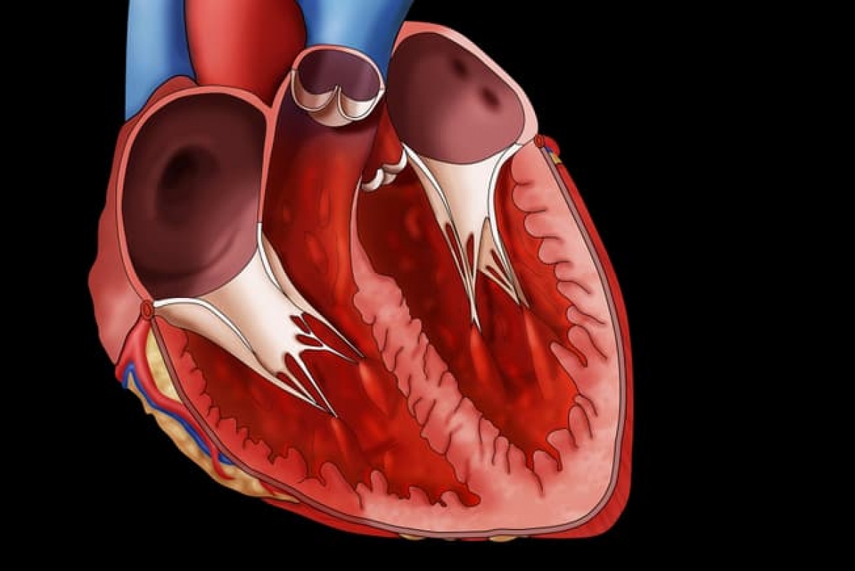 Quá trình lão hóa khiến nguy cơ mắc bệnh tim tăng lên? - Ảnh 3.