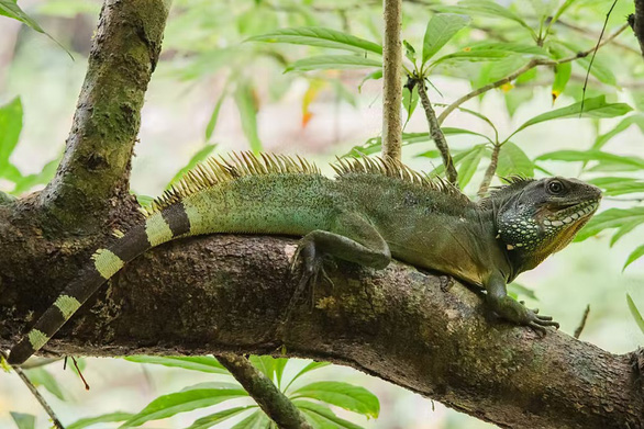 Nhà giàu đua nhau nuôi thú cưng độc lạ, nhiều động vật quý hiếm nguy cơ tuyệt chủng - Ảnh 6.