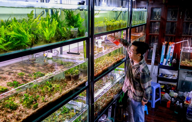 Thú chơi cây thủy sinh đắt đỏ ở Hà Nội: “Đổ cả chiếc ô tô vào bể cá là chuyện thường - Ảnh 7. Thú chơi cây thủy sinh đắt đỏ ở Hà Nội: “Đổ cả chiếc ô tô vào bể cá là chuyện thường - Ảnh 7.