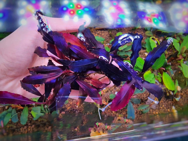 Thú chơi cây thủy sinh đắt đỏ ở Hà Nội: “Đổ cả chiếc ô tô vào bể cá là chuyện thường - Ảnh 6. Thú chơi cây thủy sinh đắt đỏ ở Hà Nội: “Đổ cả chiếc ô tô vào bể cá là chuyện thường - Ảnh 6.