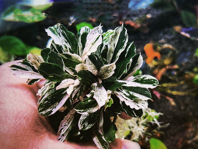 Thú chơi cây thủy sinh đắt đỏ ở Hà Nội: “Đổ cả chiếc ô tô vào bể cá là chuyện thường - Ảnh 5. Thú chơi cây thủy sinh đắt đỏ ở Hà Nội: “Đổ cả chiếc ô tô vào bể cá là chuyện thường - Ảnh 5.