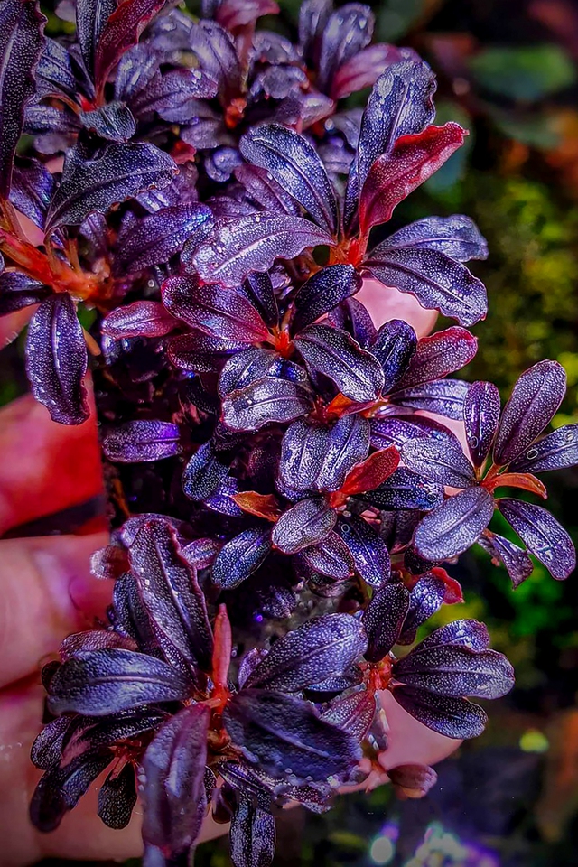  Thú chơi cây thủy sinh đắt đỏ ở Hà Nội: “Đổ cả chiếc ô tô vào bể cá là chuyện thường  - Ảnh 3.