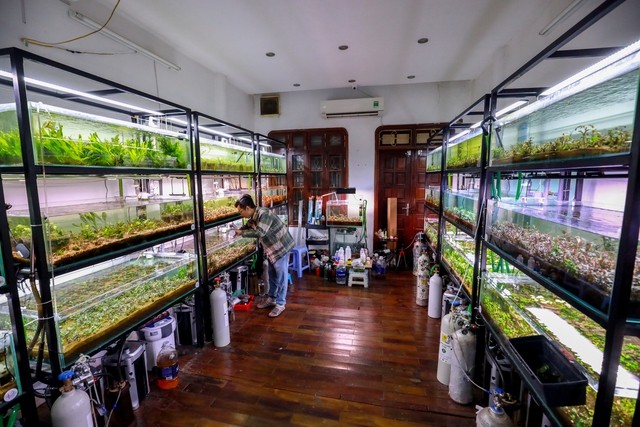 Thú chơi cây thủy sinh đắt đỏ ở Hà Nội: “Đổ cả chiếc ô tô vào bể cá là chuyện thường - Ảnh 1. Thú chơi cây thủy sinh đắt đỏ ở Hà Nội: “Đổ cả chiếc ô tô vào bể cá là chuyện thường - Ảnh 1.