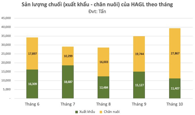 Trồng chuối để xuất khẩu hay để nuôi heo khi 2/3 sản lượng chuối dùng cho heo ăn: Hoàng Anh Gia Lai nói gì?  - Ảnh 1.