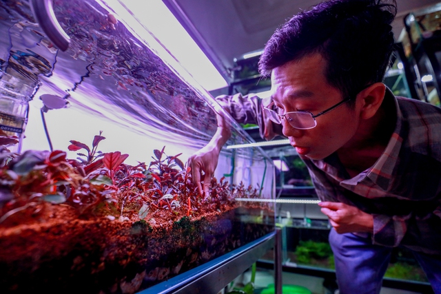 Thú chơi cây thủy sinh đắt đỏ ở Hà Nội: “Đổ cả chiếc ô tô vào bể cá là chuyện thường - Ảnh 9. Thú chơi cây thủy sinh đắt đỏ ở Hà Nội: “Đổ cả chiếc ô tô vào bể cá là chuyện thường - Ảnh 9.