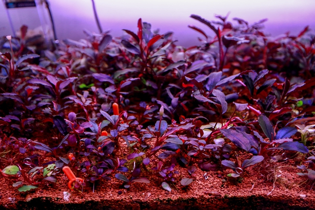 Thú chơi cây thủy sinh đắt đỏ ở Hà Nội: “Đổ cả chiếc ô tô vào bể cá là chuyện thường - Ảnh 8. Thú chơi cây thủy sinh đắt đỏ ở Hà Nội: “Đổ cả chiếc ô tô vào bể cá là chuyện thường - Ảnh 8.