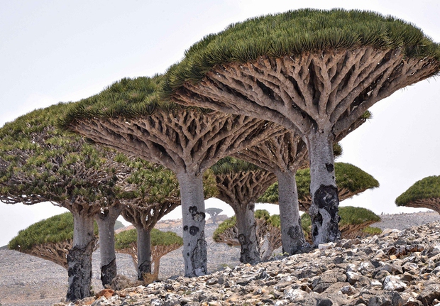 Hòn đảo kỳ lạ chứa loại cây độc đáo bậc nhất hành tinh - Ảnh 5.