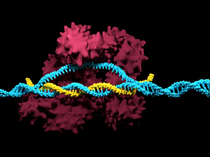 Đột phá trong chữa trị ung thư bằng công nghệ chỉnh sửa gene - Ảnh 2.