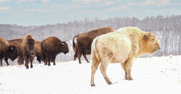 Vì sao bò rừng trắng được coi là biểu tượng thiêng liêng của bộ tộc Lakota? - Ảnh 5.