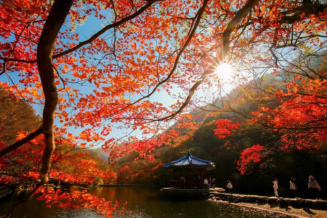 Choáng ngợp khung cảnh mùa thu Hàn Quốc, lá vàng lá đỏ rực sắc đẹp như phim - Ảnh 26.