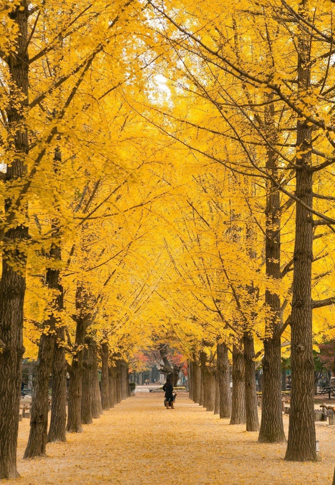 Choáng ngợp khung cảnh mùa thu Hàn Quốc, lá vàng lá đỏ rực sắc đẹp như phim - Ảnh 22.