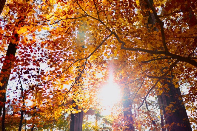 Choáng ngợp khung cảnh mùa thu Hàn Quốc, lá vàng lá đỏ rực sắc đẹp như phim - Ảnh 17.