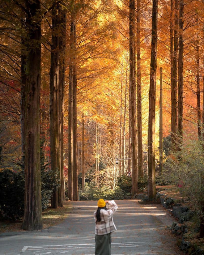 Choáng ngợp khung cảnh mùa thu Hàn Quốc, lá vàng lá đỏ rực sắc đẹp như phim - Ảnh 43.
