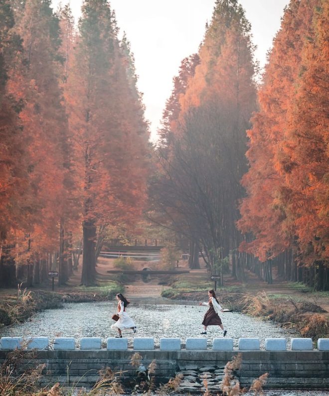 Choáng ngợp khung cảnh mùa thu Hàn Quốc, lá vàng lá đỏ rực sắc đẹp như phim - Ảnh 41.