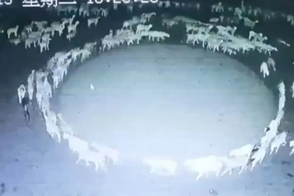 Video bí ẩn bầy cừu đi theo vòng tròn liên tục hơn 12 ngày đêm - Ảnh 1.