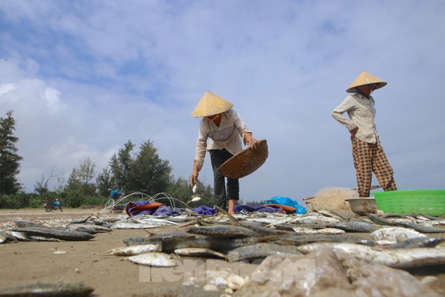  Quăng mẻ lưới trúng đậm hàng tấn cá, ngư dân thu trên chục triệu đồng  - Ảnh 12.