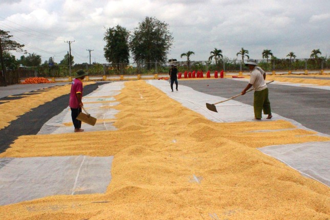 Là cường quốc xuất khẩu gạo, vì sao Việt Nam phải nhập gần 1 triệu tấn gạo? - Ảnh 1.