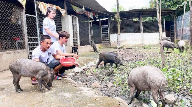 Chàng trai 9x làm giàu từ nuôi lợn rừng, lãi hàng trăm triệu đồng mỗi năm - Ảnh 1.