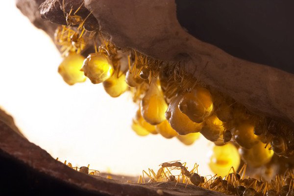 Honeypot: Loài kiến ​​duy nhất trên thế giới sản xuất mật - Ảnh 5.