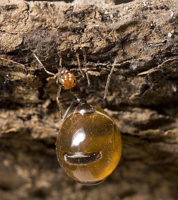 Honeypot: Loài kiến ​​duy nhất trên thế giới sản xuất mật - Ảnh 4.