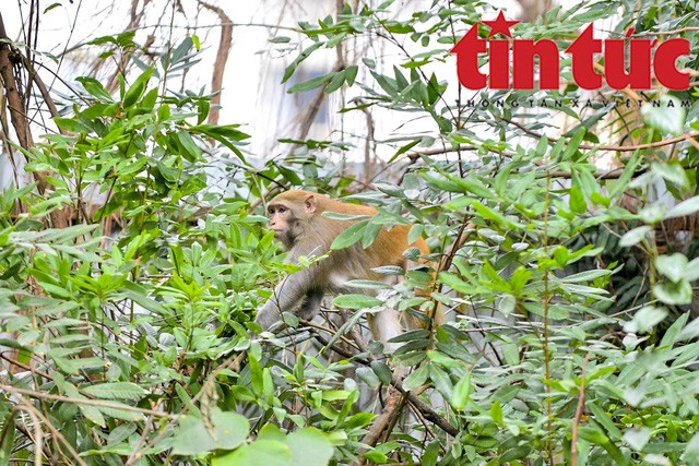 Chưa bắt được con khỉ tấn công người ở Hà Nội - Ảnh 1.