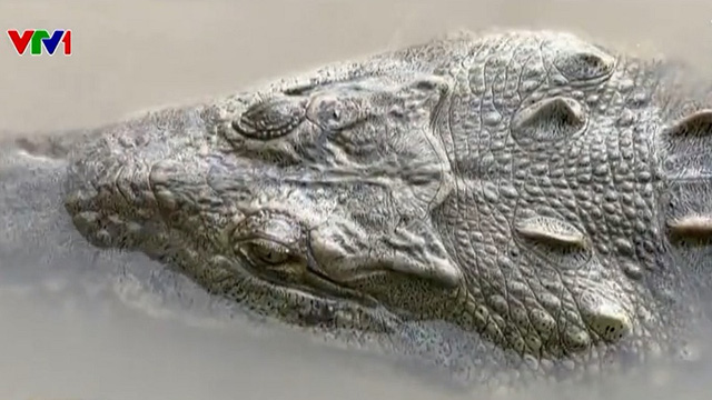 Cá sấu Costa Rica đối mặt nguy cơ tuyệt chủng - Ảnh 1.