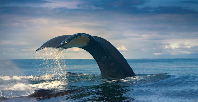 Với kích thước khổng lồ như vậy, điều gì sẽ xảy ra khi cá voi chết? Hàng chục năm sau chúng vẫn có thể có ích - Ảnh 6.