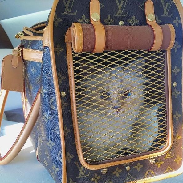 Choáng ngợp cuộc sống mèo tỷ phú của ông hoàng thời trang Karl Lagerfeld - Ảnh 5.