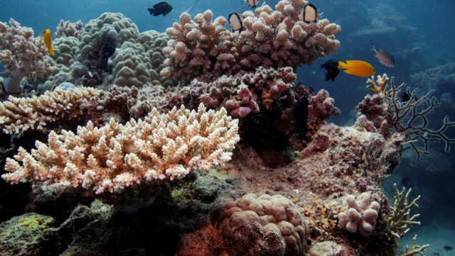 Rạn san hô Great Barrier ở Australia nên nằm trong danh sách đang gặp nguy hiểm - Ảnh 1.