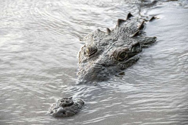 Bí mật giúp cá sấu có thể sinh sôi mạnh mẽ tại con sông siêu ô nhiễm chứa tới 150 triệu loài vi khuẩn - Ảnh 2.