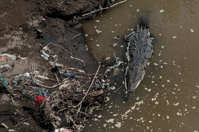 Bí mật giúp cá sấu có thể sinh sôi mạnh mẽ tại con sông siêu ô nhiễm chứa tới 150 triệu loài vi khuẩn - Ảnh 1.