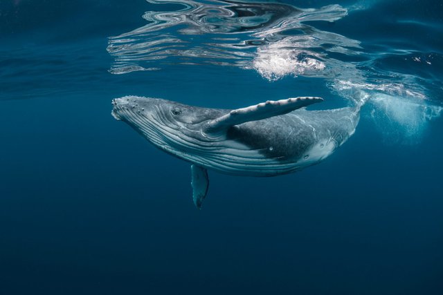 Với kích thước khổng lồ như vậy, điều gì sẽ xảy ra khi cá voi chết? Hàng chục năm sau chúng vẫn có thể có ích - Ảnh 1.