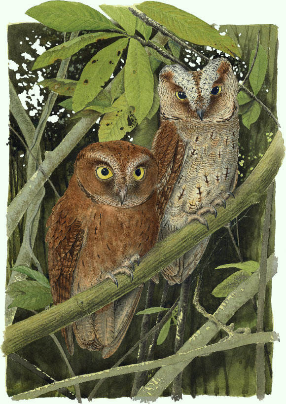 Phát hiện ra loài cú mèo Scops-Owl mới ở Châu Phi - Ảnh 3.