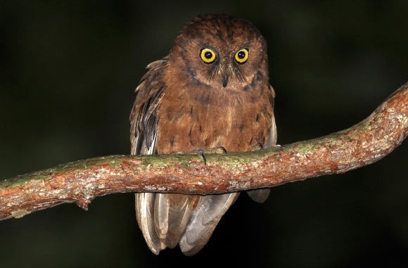 Phát hiện ra loài cú mèo Scops-Owl mới ở Châu Phi - Ảnh 1.