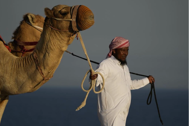Du lịch Qatar bội thu mùa World Cup: Đến lạc đà cũng còng lưng làm thêm giờ vì khách quá đông - Ảnh 2.